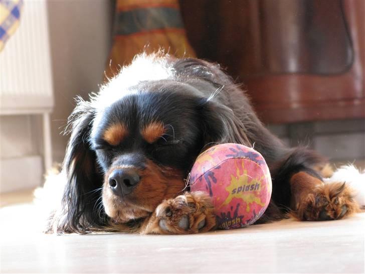 Cavalier king charles spaniel - Vildas Max - Max sover med sin bold-kammerat.. Fotograf: Sarah (mig) (d. 13/2-09) billede 7