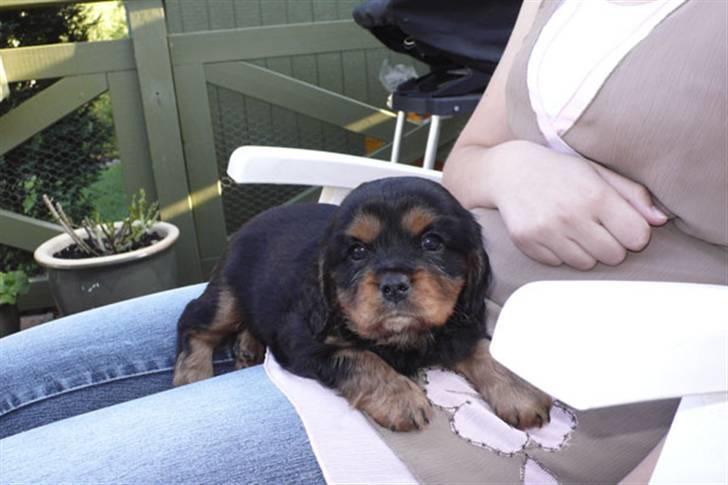 Cavalier king charles spaniel - Vildas Max - Ligger os Sarah .. :) billede 8
