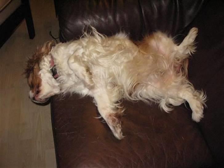 Cavalier king charles spaniel - Perle *RIP* - Sover RIGTIG godt ! xD  billede 15