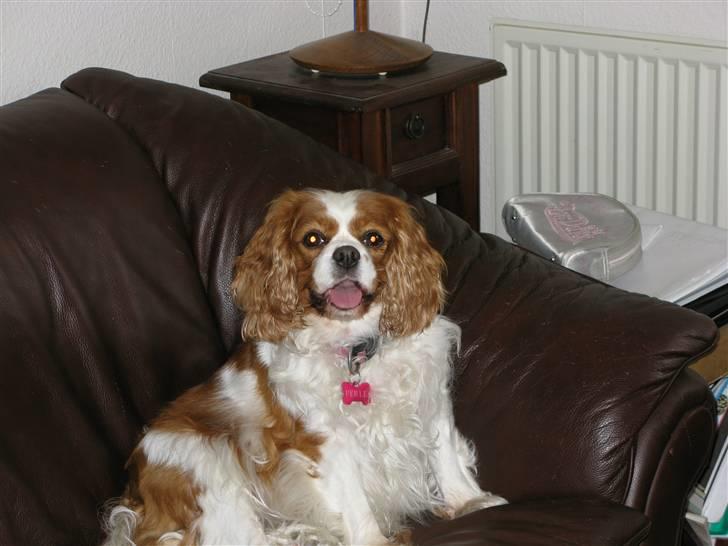 Cavalier king charles spaniel - Perle *RIP* - Diva´en :)  billede 16