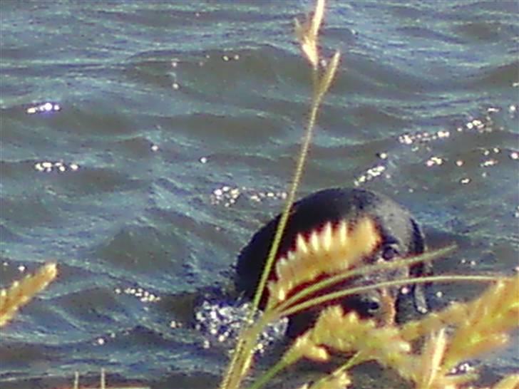 Rottweiler Rika  - hun elsker vand billede 20