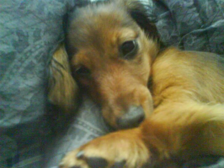 Miniature gravhund Amanda - Er jeg ikke bare sød... billede 13