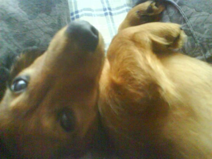 Miniature gravhund Amanda billede 14