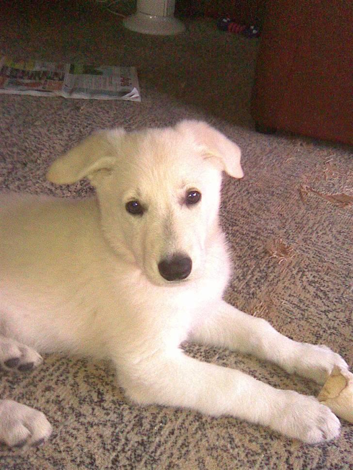 Hvid schæfer Zenta - Er jeg ikke dejlig !!! billede 1