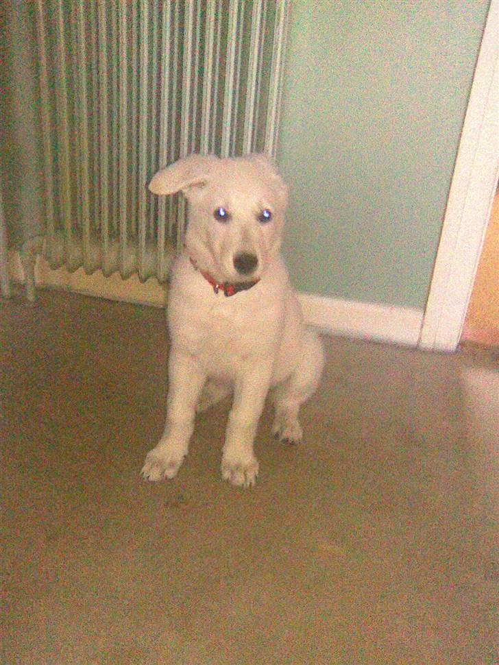 Hvid schæfer Zenta - Yes, jeg kan næsten får øret op billede 2