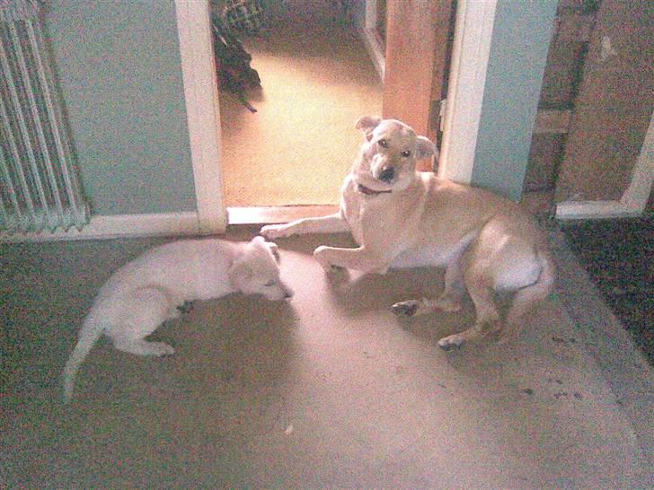 Hvid schæfer Zenta - Bare hygge billede 3