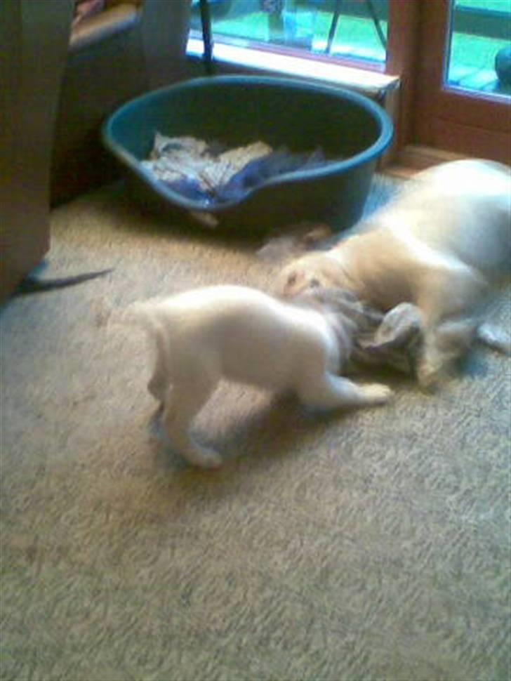 Hvid schæfer Zenta - Hvem får tæppet først billede 4