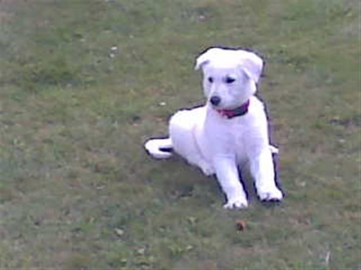 Hvid schæfer Zenta - Hvor er i henne ? billede 5