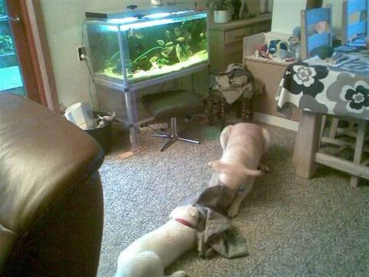 Hvid schæfer Zenta - Legetid billede 6