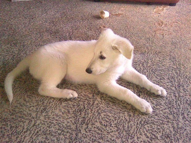 Hvid schæfer Zenta - Jeg vil ikke ha´ taget billed nu billede 7