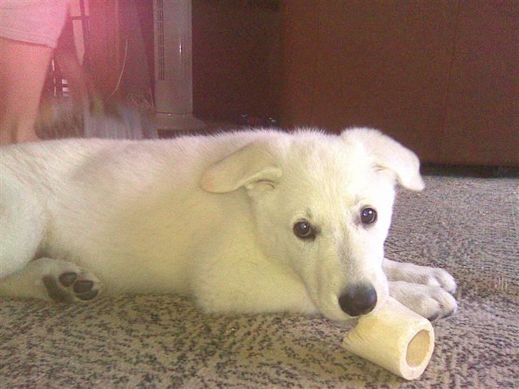 Hvid schæfer Zenta - Jeg fat lige Nala`s kødben billede 8