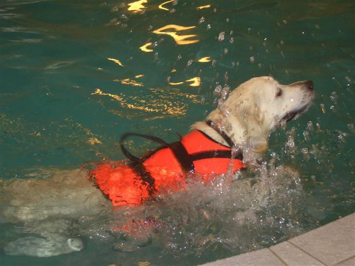 Golden retriever Eddie billede 8