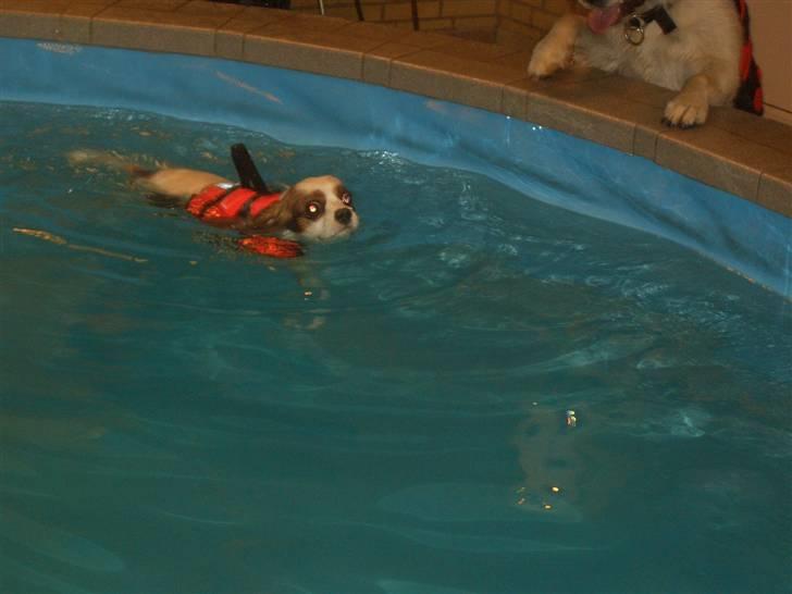 Cavalier king charles spaniel Fluffy - fluffy hader vand.. er god til at svømme, men vil helst ikke være våd.. billede 12