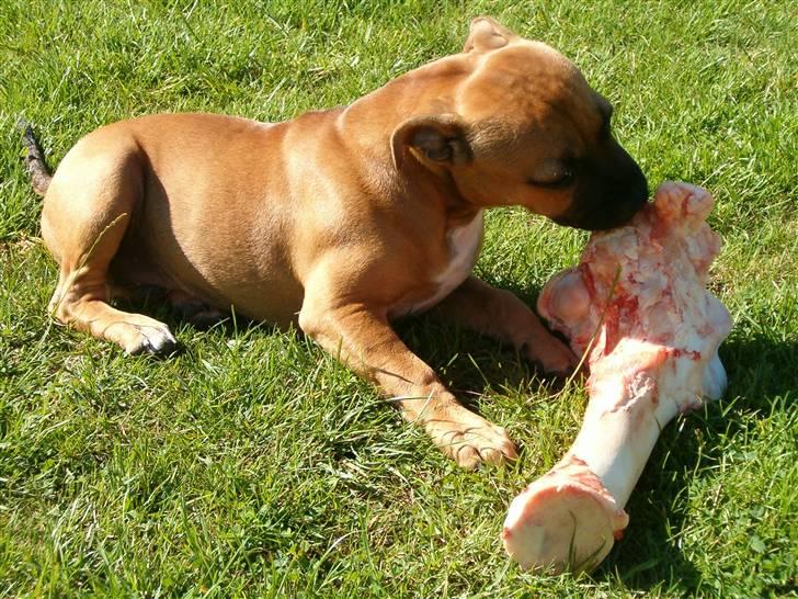 Staffordshire bull terrier Solo billede 15