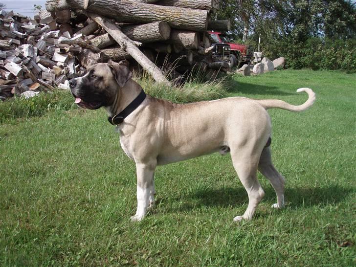 Boerboel Baloo "Abelle`s Atilla" - baloo  10 mdr. gammel.. billede 20