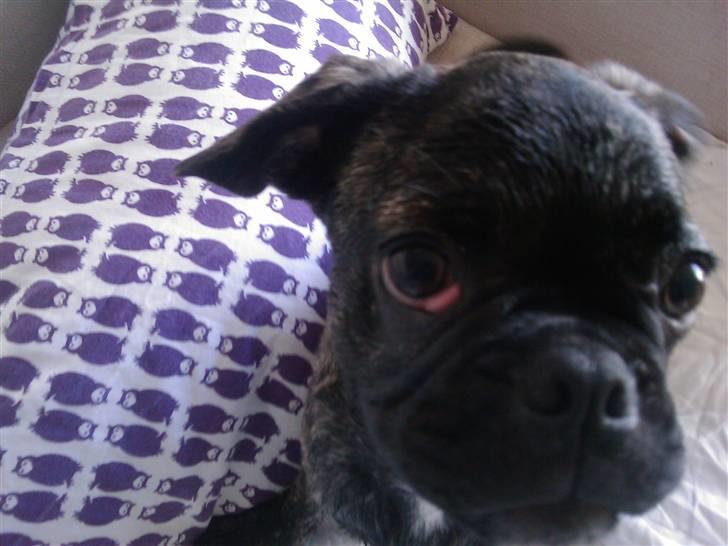 Blanding af racer Magnus billede 13