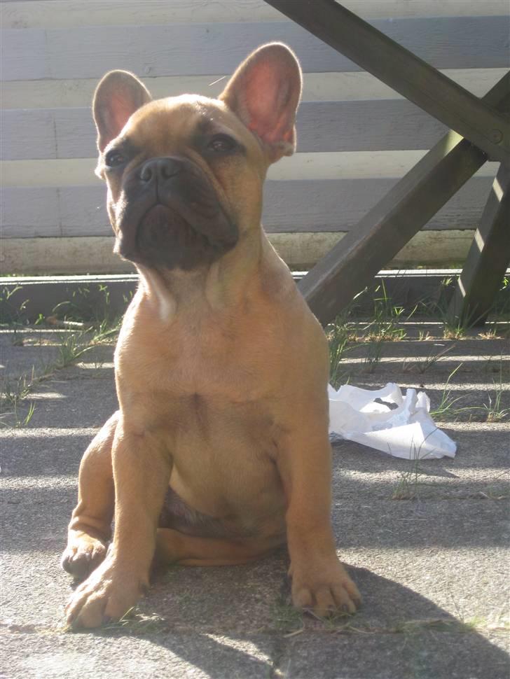 Fransk bulldog **Bosco** - 4 mdr. billede 10