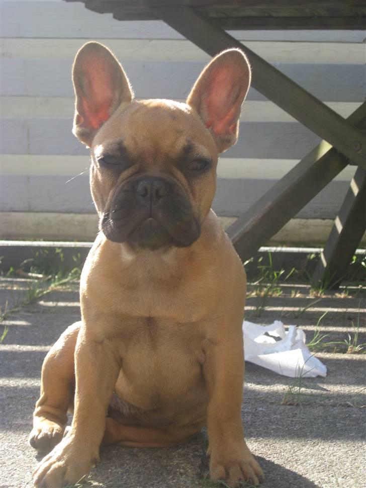 Fransk bulldog **Bosco** - 4 mdr. billede 11