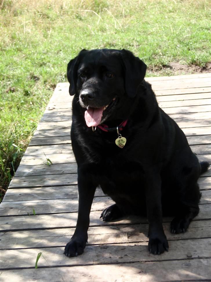 Blanding af racer Nokia billede 18