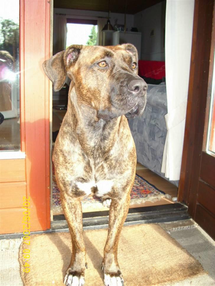 Amerikansk staffordshire terrier Lucky billede 20