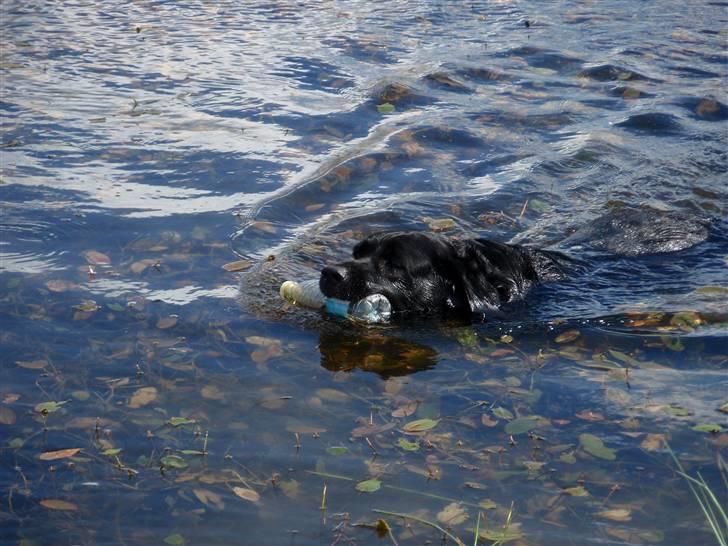 Blanding af racer Nokia - en dejlig svømme tur. billede 19