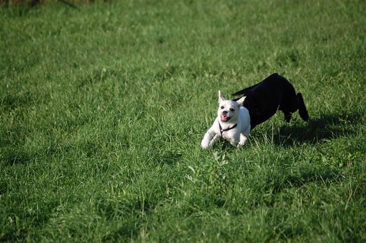 Blanding af racer Malthe - Hvalpetræning d. 14/8 billede 13