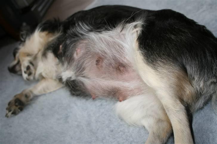 Chihuahua Chilli - Puha min tykke mave, den er altså i vejen billede 11