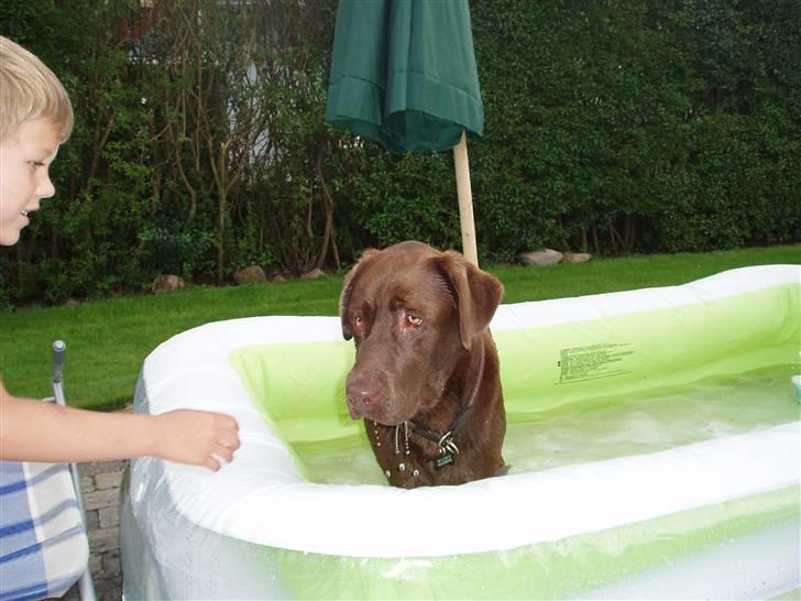 Labrador retriever Anton (Berg) - 11. august netop ankommet til min nye familie, indvier lige poolen ;- ) billede 1