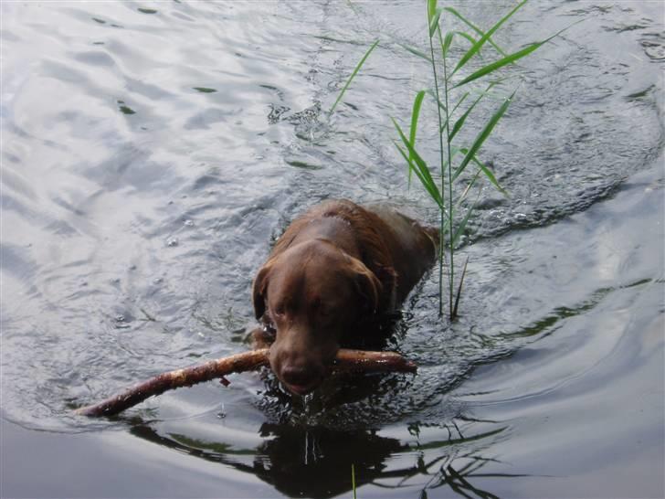 Labrador retriever Anton (Berg) - Jeg eeelsker at svømme efter ting  billede 2