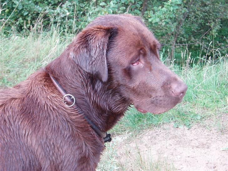 Labrador retriever Anton (Berg) - Hov er der en fasan henne i busken billede 3