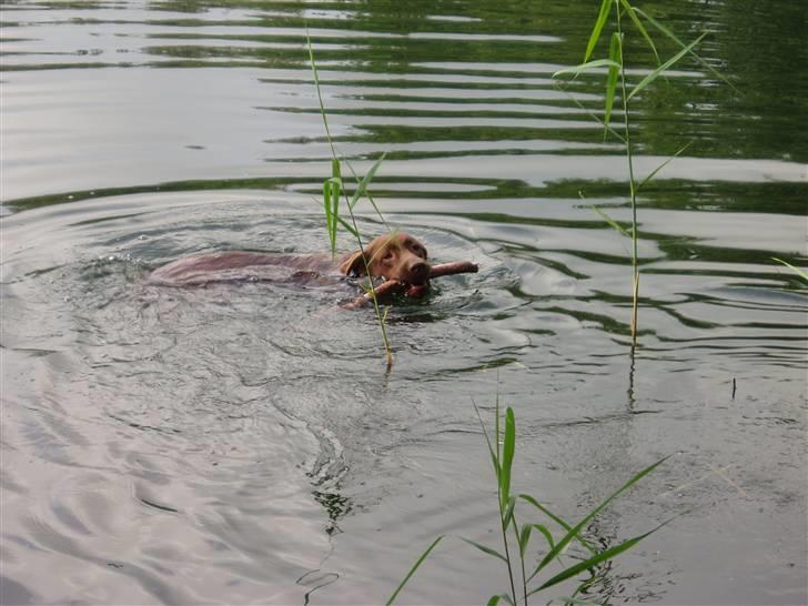 Labrador retriever Anton (Berg) - Vand er bare en fest når man hedder Anton  billede 4