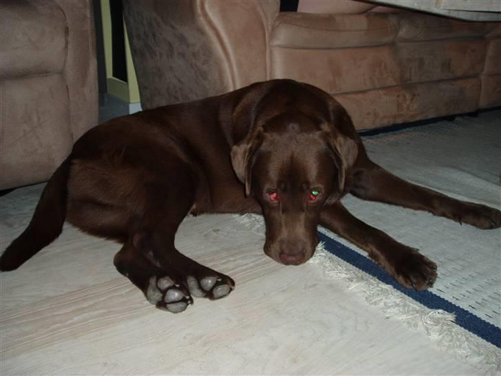 Labrador retriever Anton (Berg) - En træt men tilpas vovse i sit nye hus billede 5