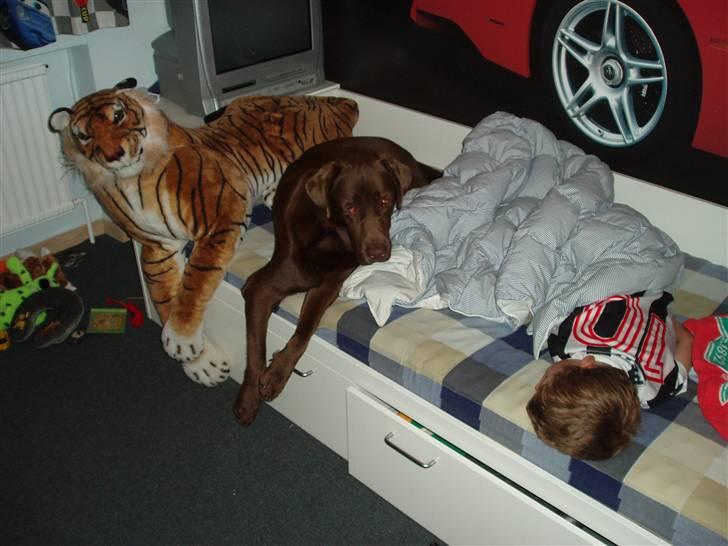 Labrador retriever Anton (Berg) - Søde børn de vil gerne dele deres seng med 43 kg. hund billede 6