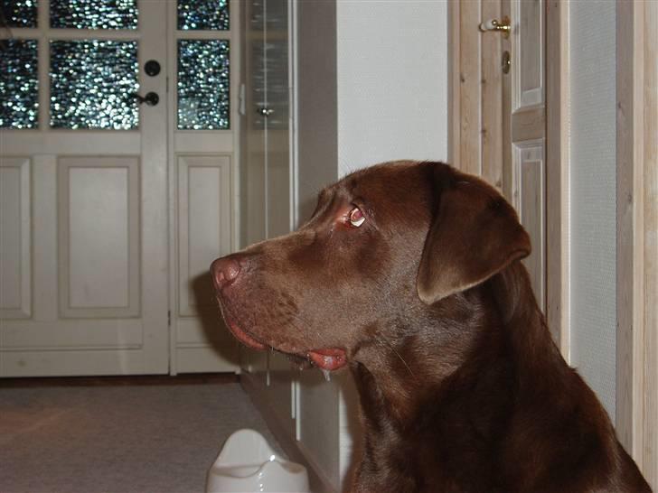 Labrador retriever Anton (Berg) - Hvor er jeg sød billede 7