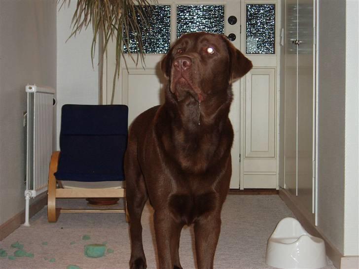 Labrador retriever Anton (Berg) - Gir du en godbid  billede 8