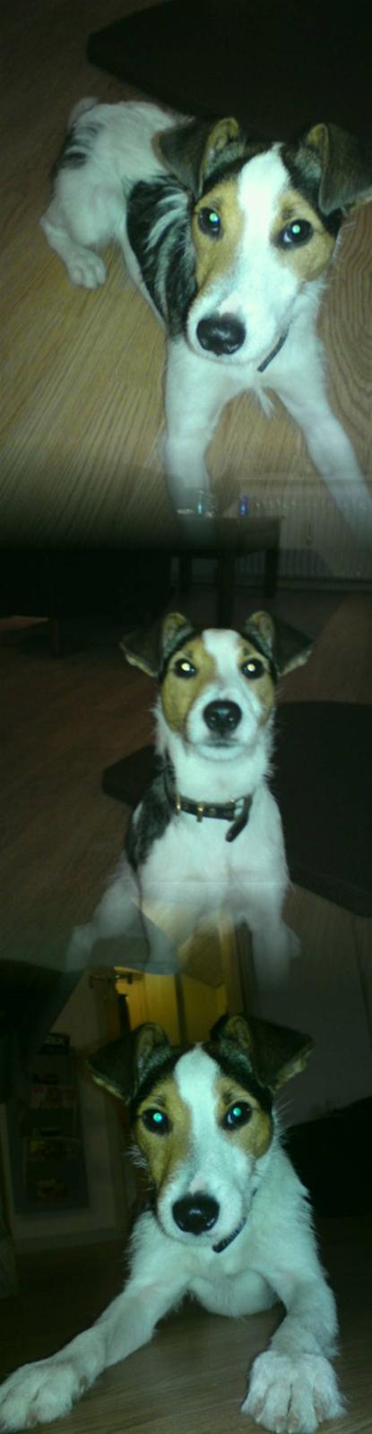 Jack russell terrier Enzo billede 14