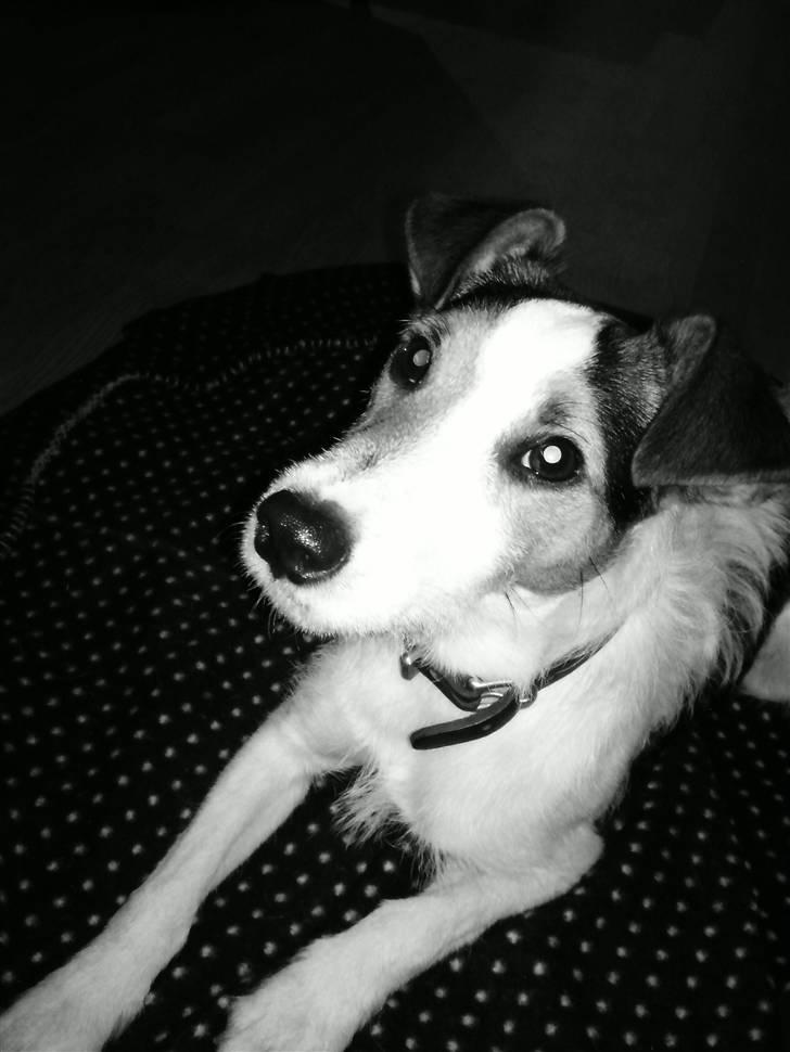 Jack russell terrier Enzo billede 15