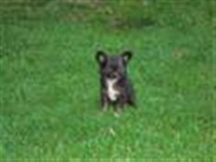 Chihuahua Misha - Min prinsesse  billede 4