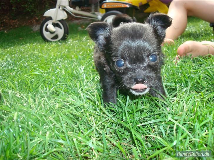 Chihuahua Misha billede 5