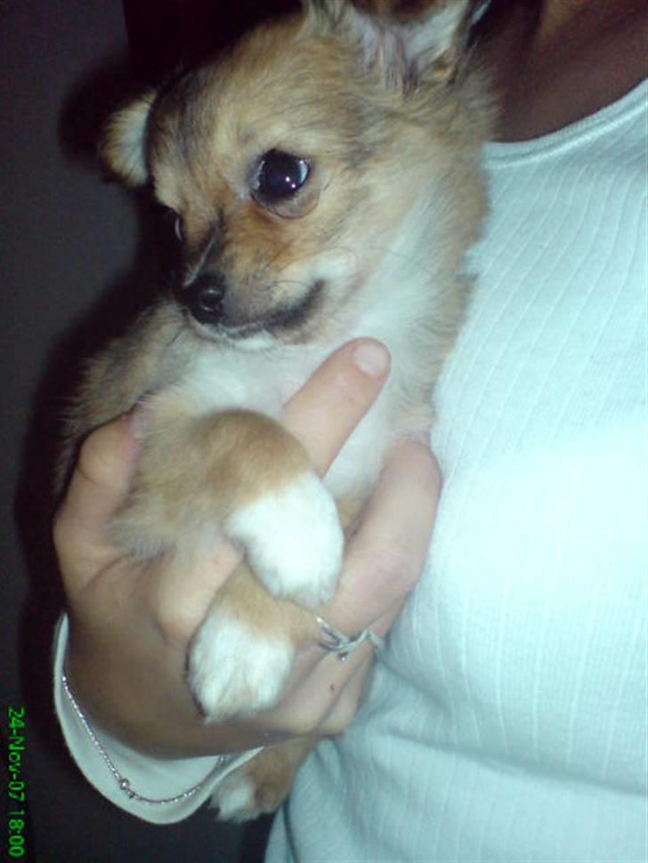 Chihuahua Aica R.I.P. :'( billede 1