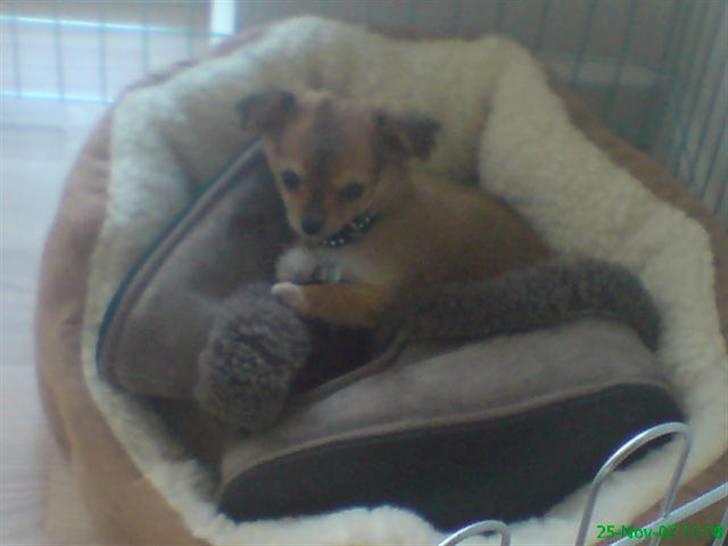 Chihuahua Aica R.I.P. :'( billede 2