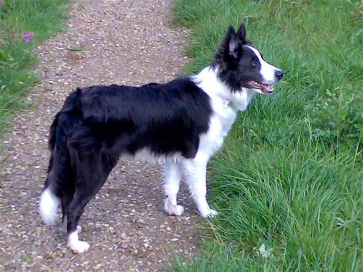 Border collie Hailie billede 20