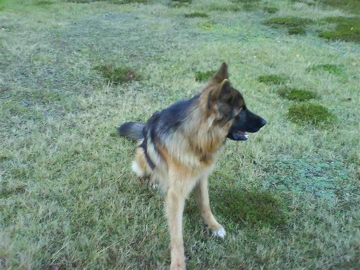 Schæferhund Gonzo (forældres) - Nyder usigten. billede 1