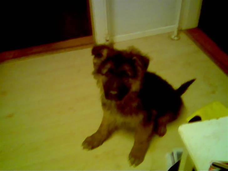 Schæferhund Gonzo (forældres) - Gonzo som bette, lige inden vi fik ham. billede 2