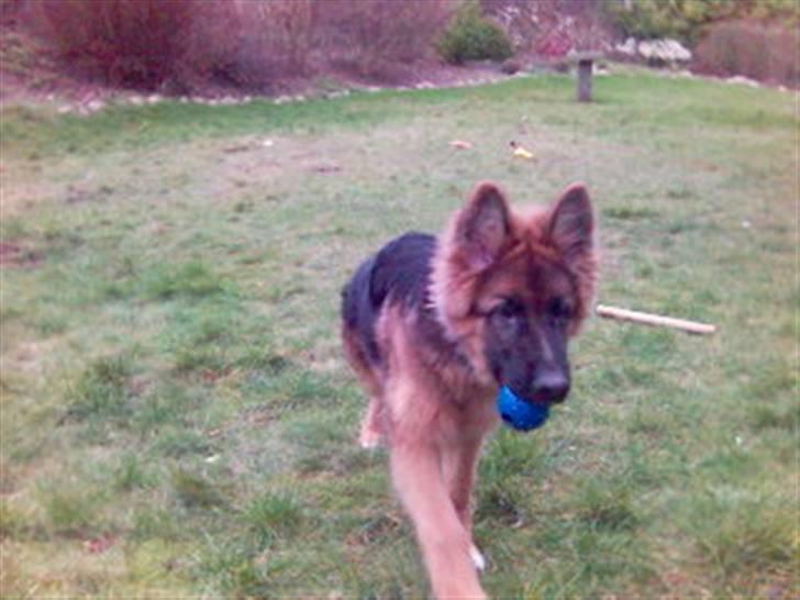 Schæferhund Gonzo (forældres) - Skal vi lege med bold? billede 3