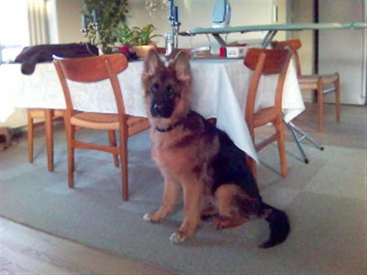 Schæferhund Gonzo (forældres) - Gonzo som 8 mdr. billede 4