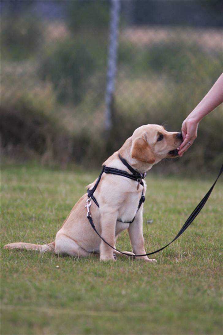 Labrador retriever Tvebak  R.I.P. billede 1