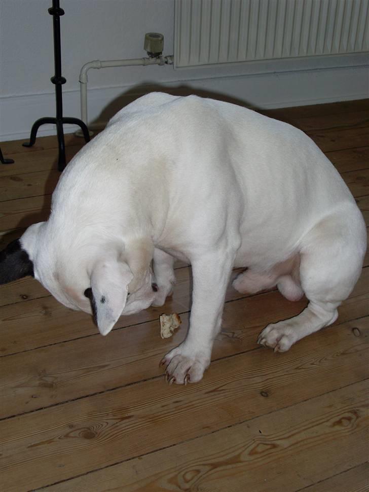 Bullterrier ALF  R.I.P savner dig ven - hvor længe skal jeg kigge på det slik billede 9