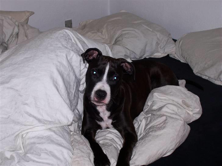 Amerikansk staffordshire terrier Camí - Sengen er bare en god ting :) billede 2