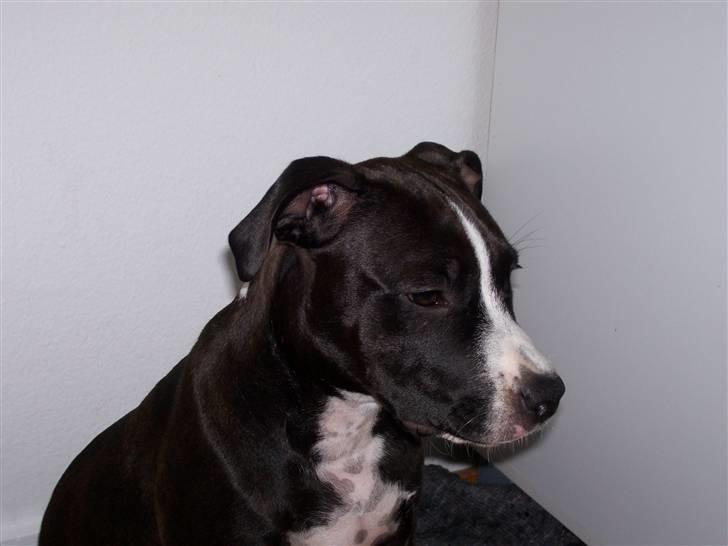 Amerikansk staffordshire terrier Camí billede 3